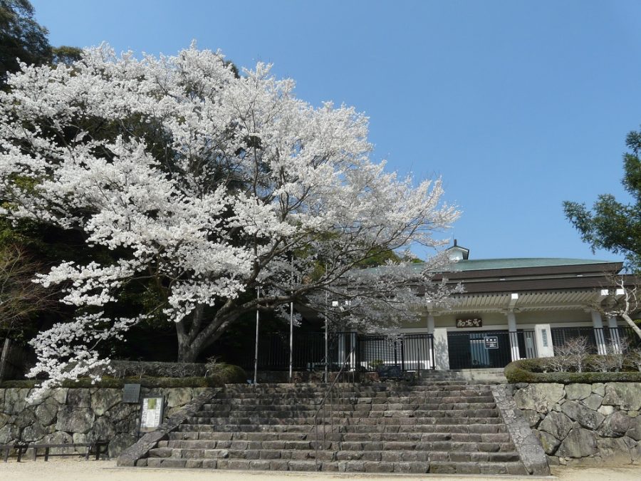 満開の淡墨桜（3/28現在）