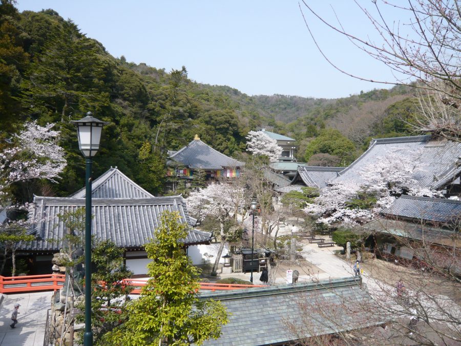 境内の各所に桜