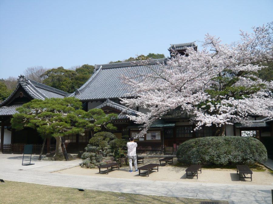 宗務所、方丈と桜