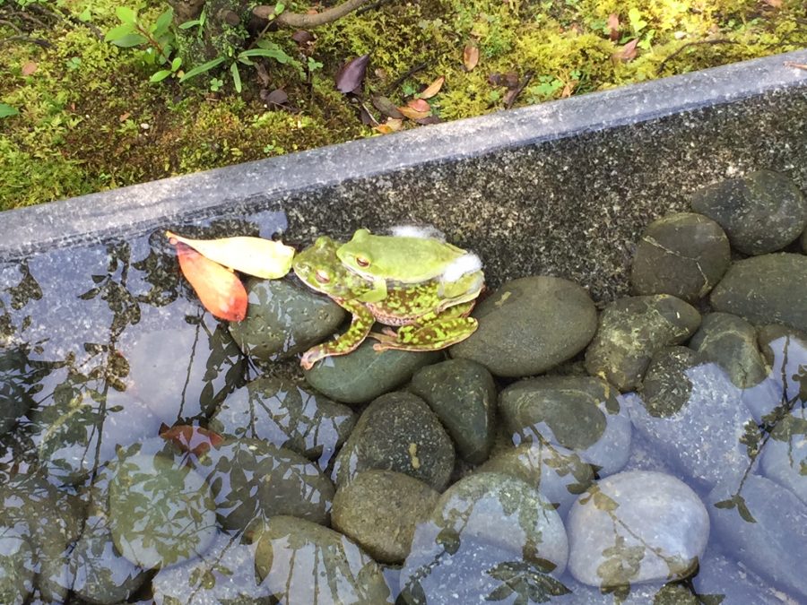 水盤にやって来た、モリアオガエル