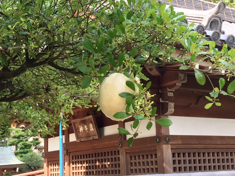 木の枝の泡状の卵