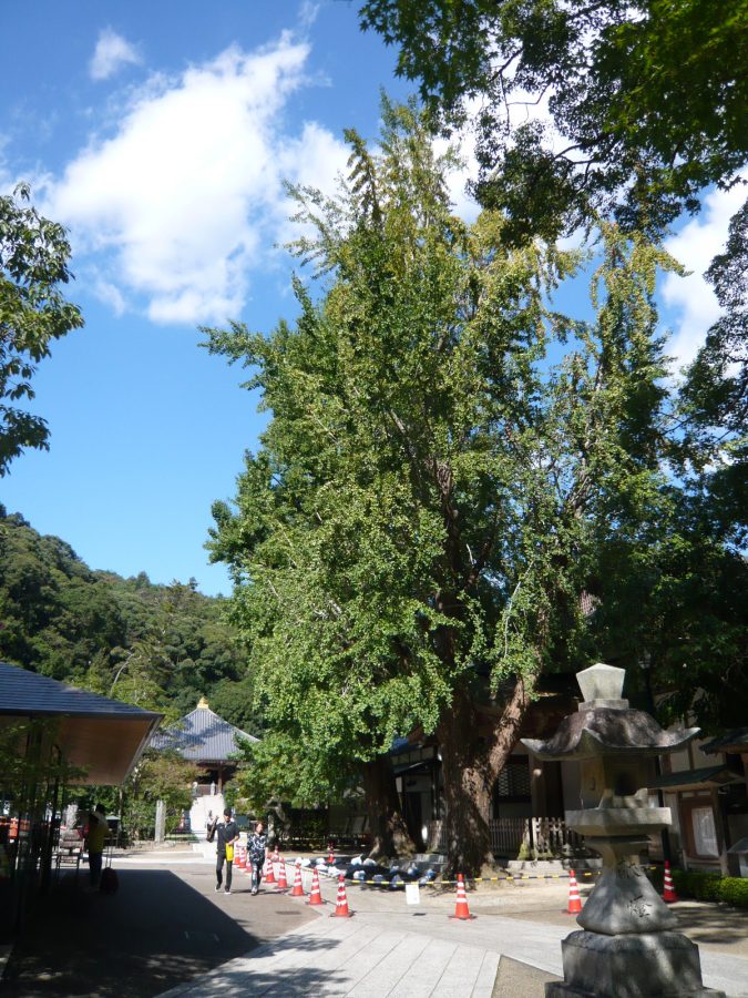 境内中央の大イチョウ