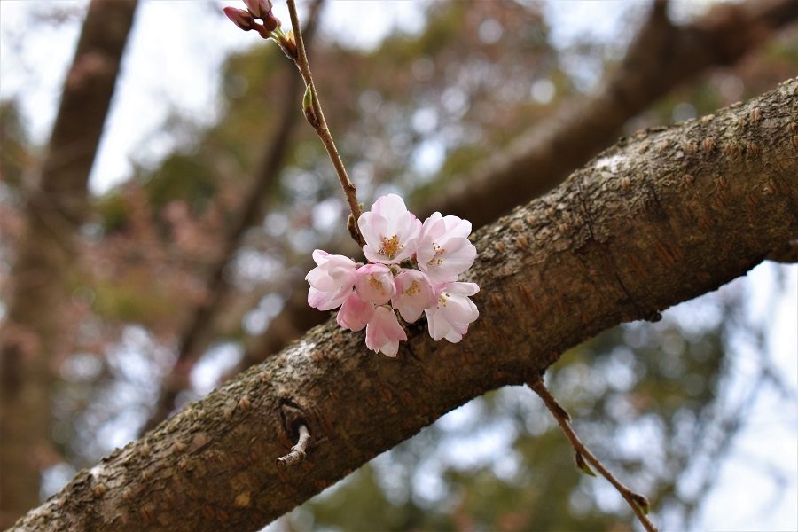 2019年3月22日現在の淡墨桜