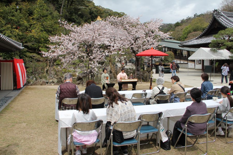 満開の桜でのお茶会