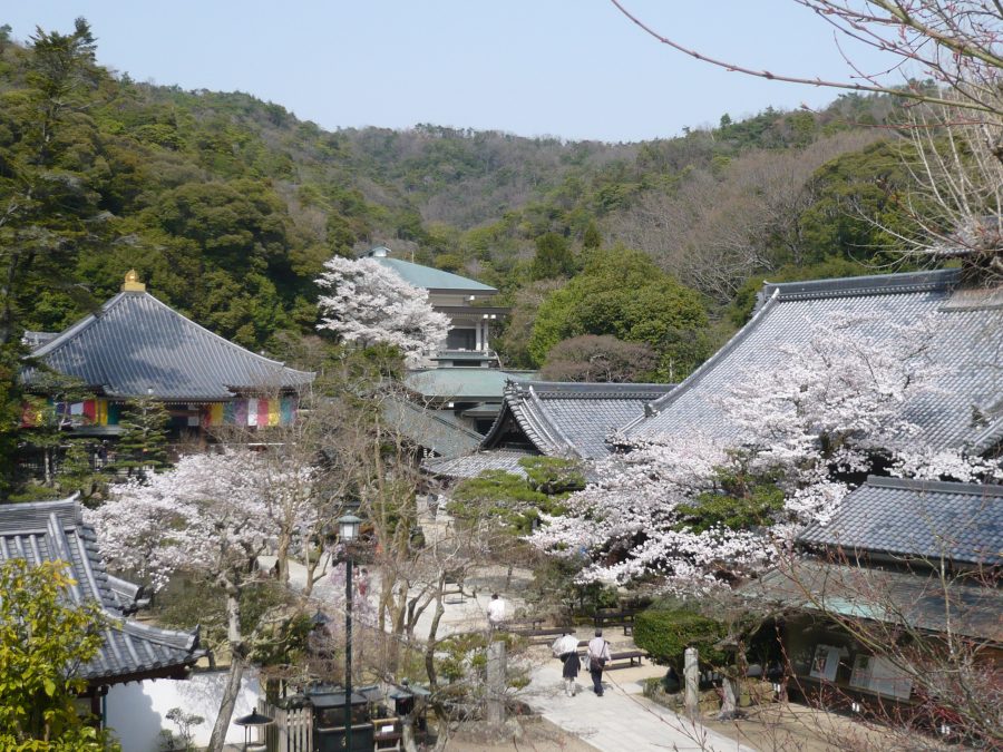 昨年の境内、満開の桜