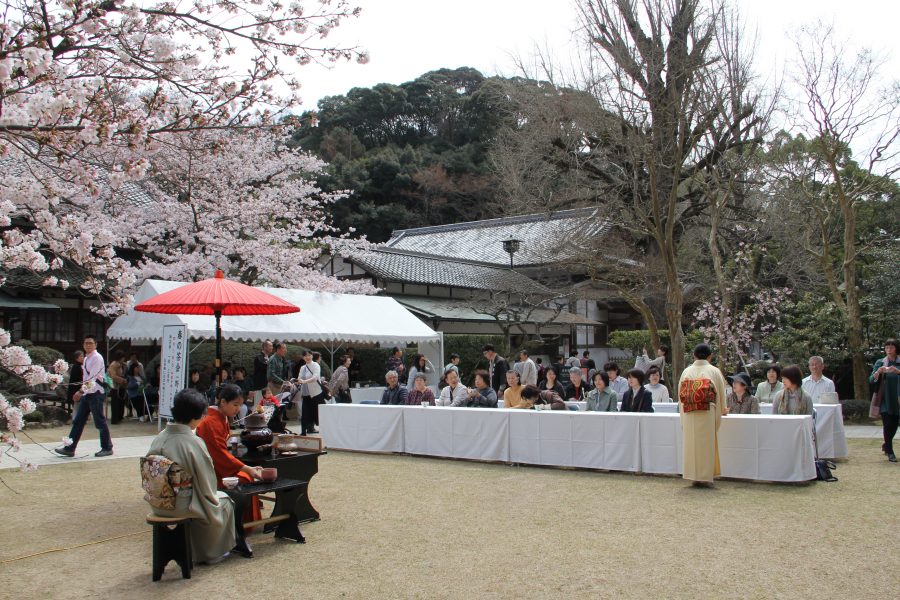 満開の桜の下でのお茶会