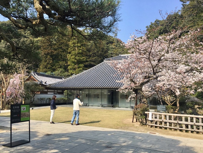 鉄斎美術館別館史料館前のソメイヨシノ