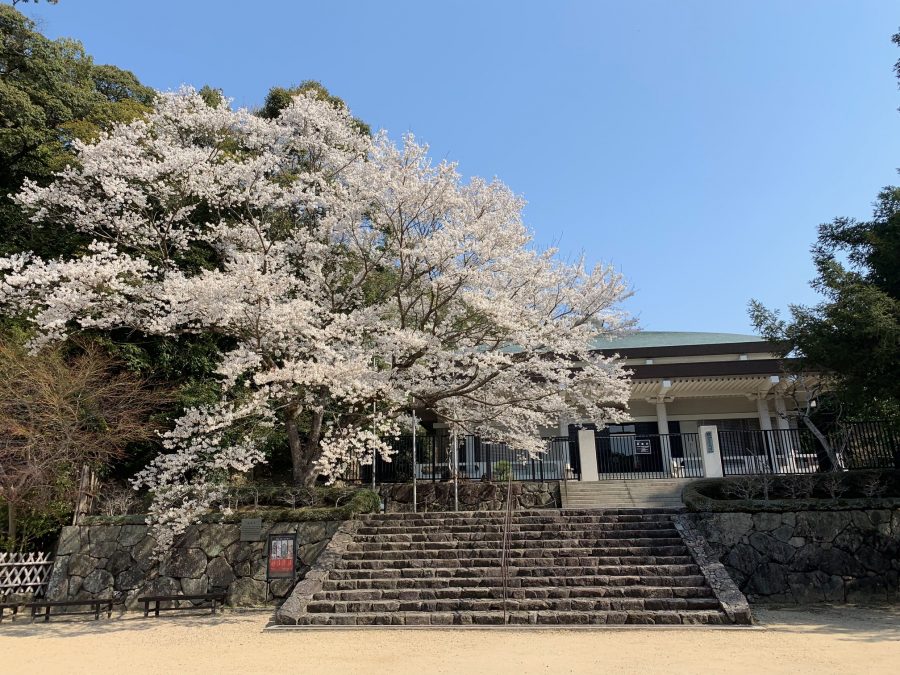 美術館前の淡墨桜