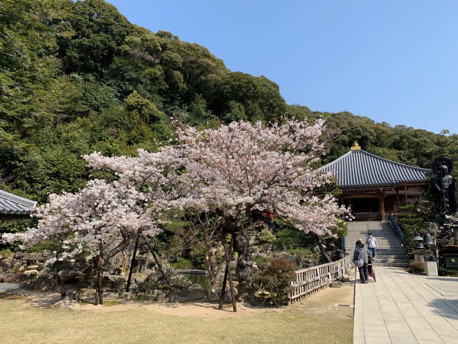 お茶会の広場の桜