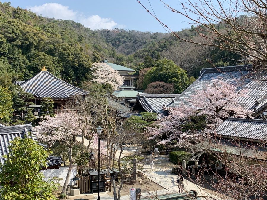 境内の桜