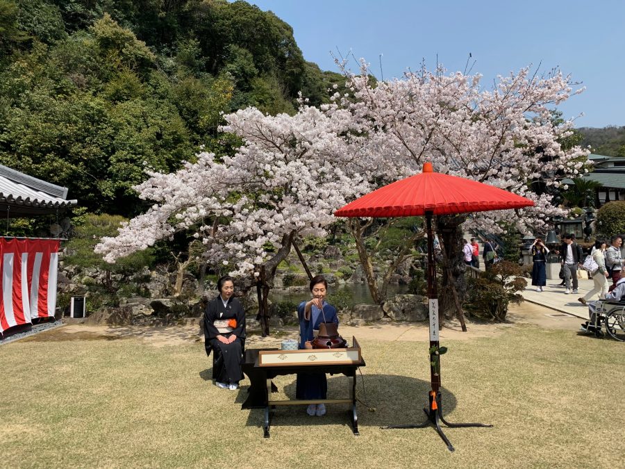 満開の桜の下での野点