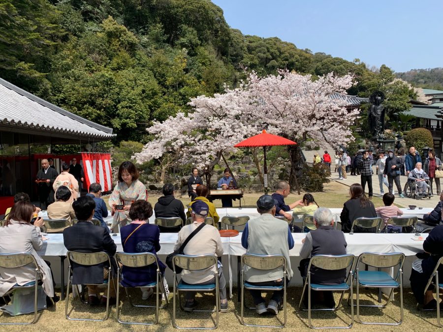 青空と桜の下のお茶席