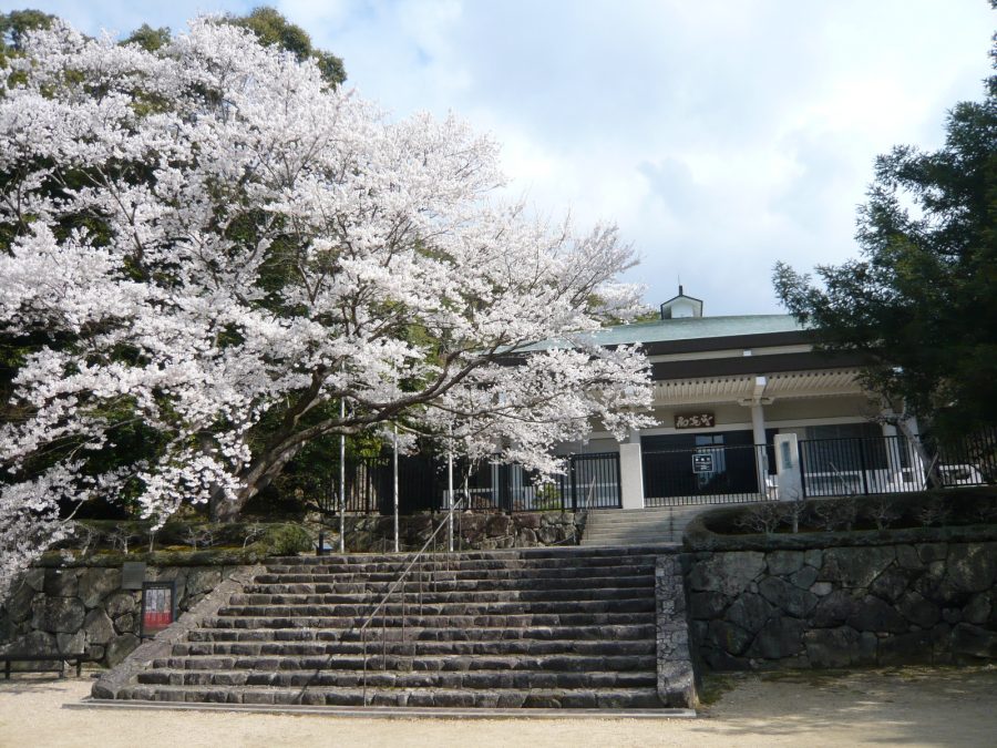 美術館前の淡墨桜