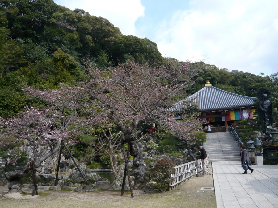 史料館の桜