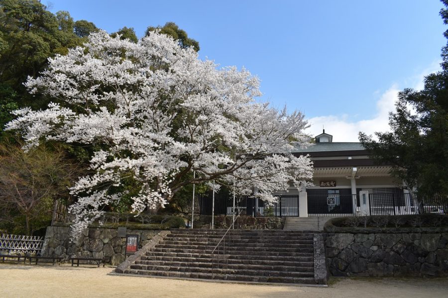 満開の淡墨桜（2019年撮影）