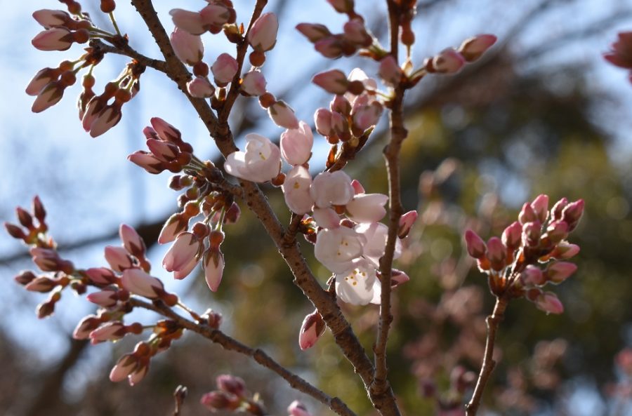 2020年3月17日現在の淡墨桜