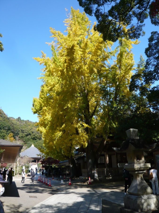 境内中央の大イチョウとモミジ