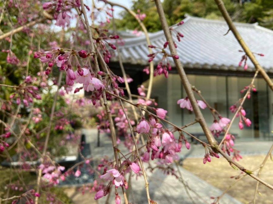 鉄斎美術館別館「史料館」前のシダレザクラ