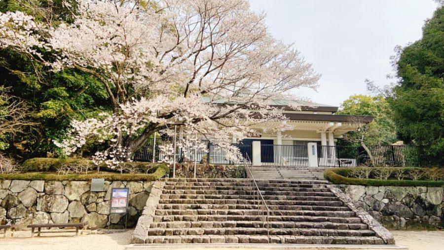 鉄斎美術館「聖光殿」前の淡墨桜