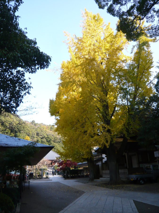 境内中央の大イチョウ