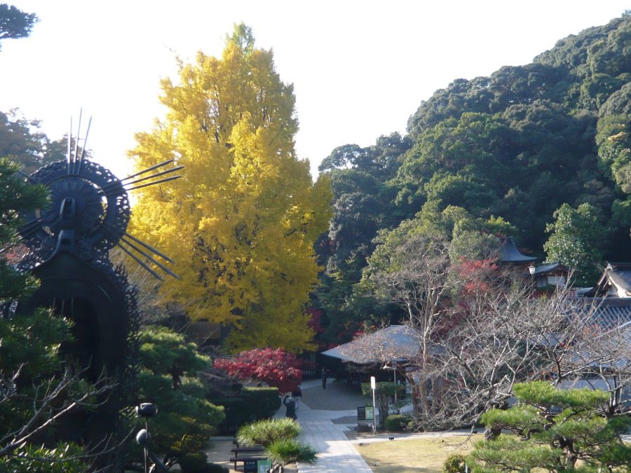 境内中央の大イチョウ