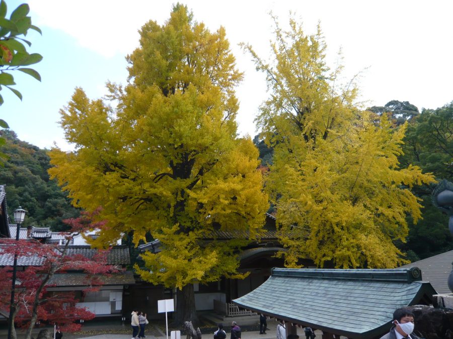 境内中央の大イチョウ