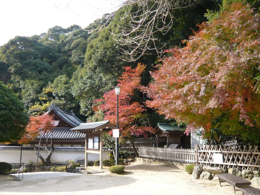 美術館前の広場のモミジ