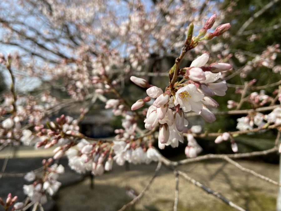 2022年3月25日現在の淡墨桜
