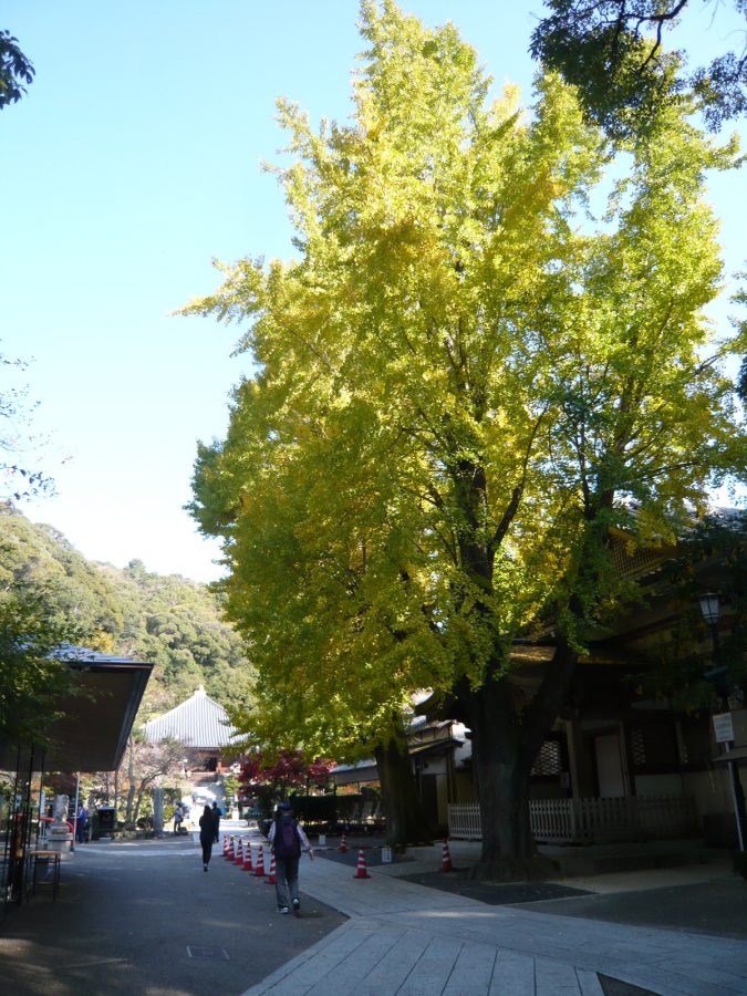 境内中央の大イチョウ