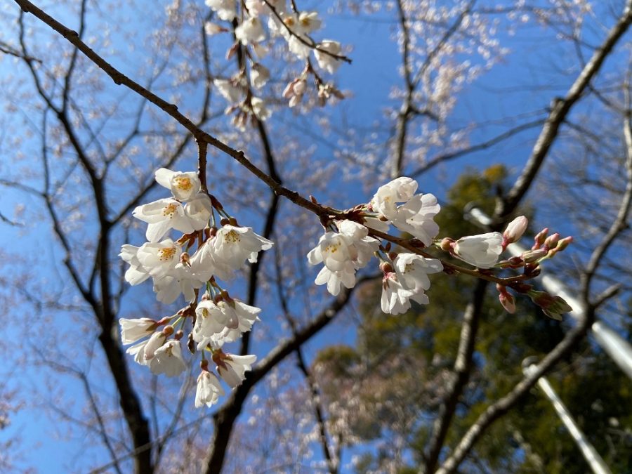 2023年3月19日現在の淡墨桜