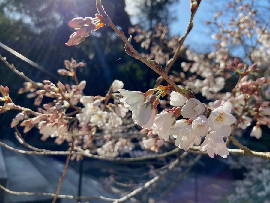 2023年3月19日現在の淡墨桜