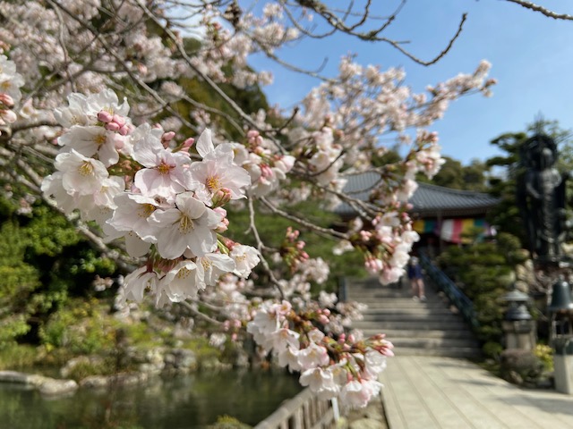 池苑前のソメイヨシノ