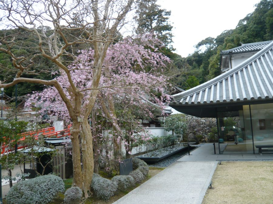 史料館前のしだれ桜