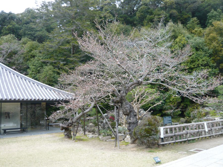 池横のソメイヨシノ