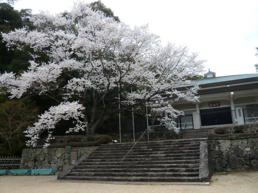 鉄斎美術館前の淡墨桜