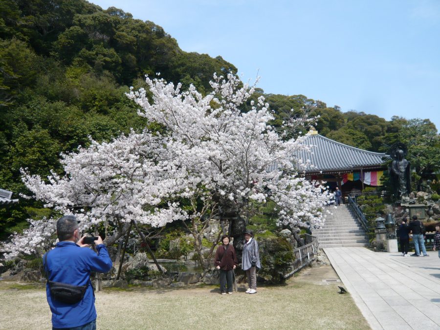 池横の桜