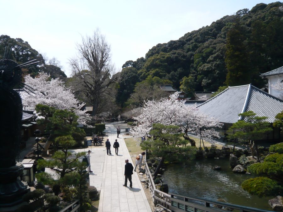 満開の境内の桜