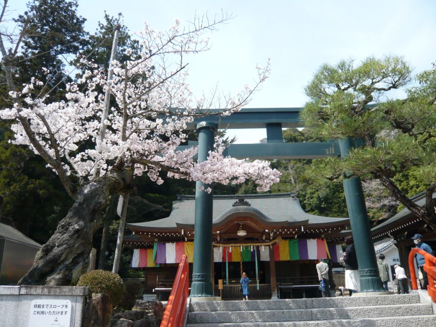 拝殿鳥居横の桜