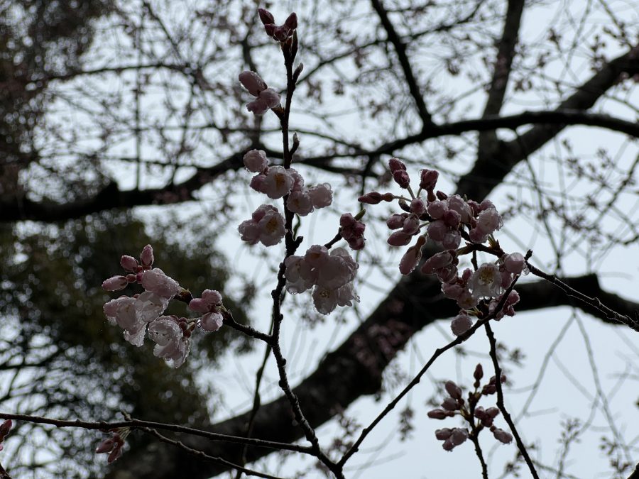 3月25日時点の淡墨桜