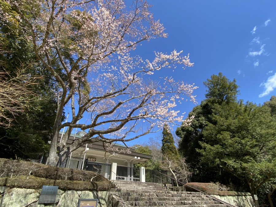 3月27日時点の淡墨桜