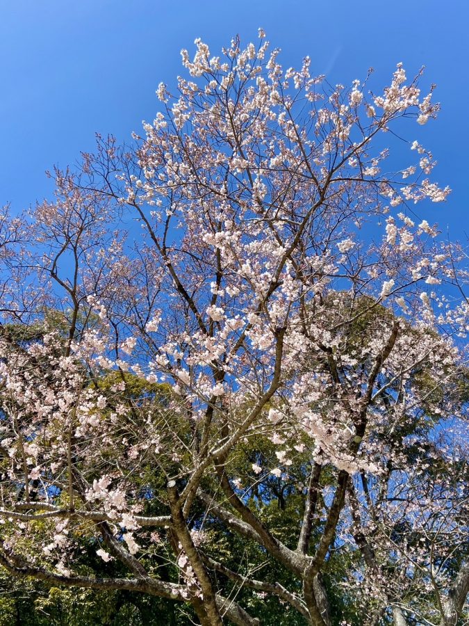 3月27日時点の淡墨桜