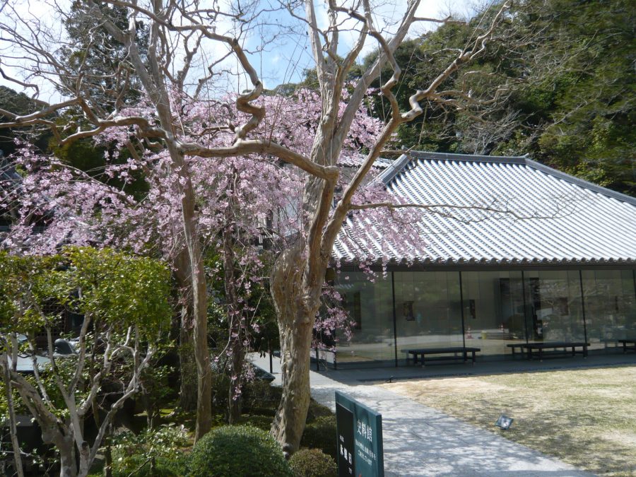 史料館前のしだれ桜