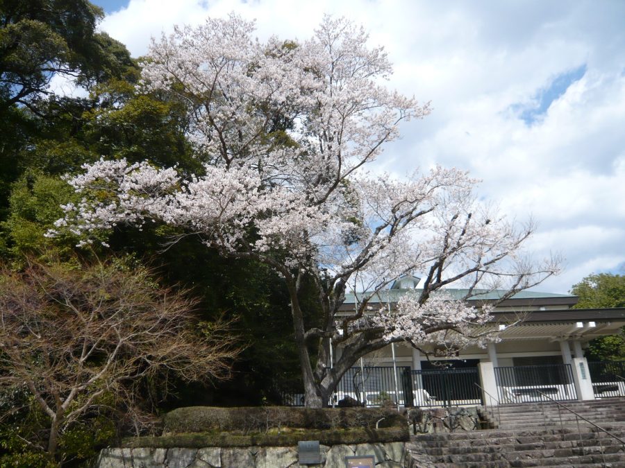 美術館前の満開の淡墨桜