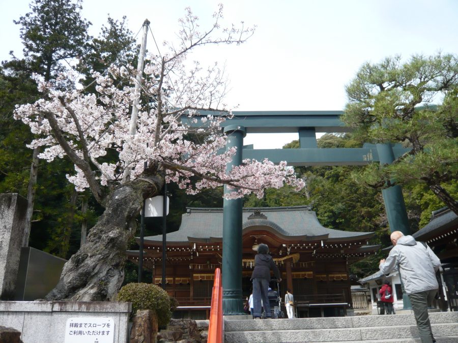 拝殿、鳥居のソメイヨシノ