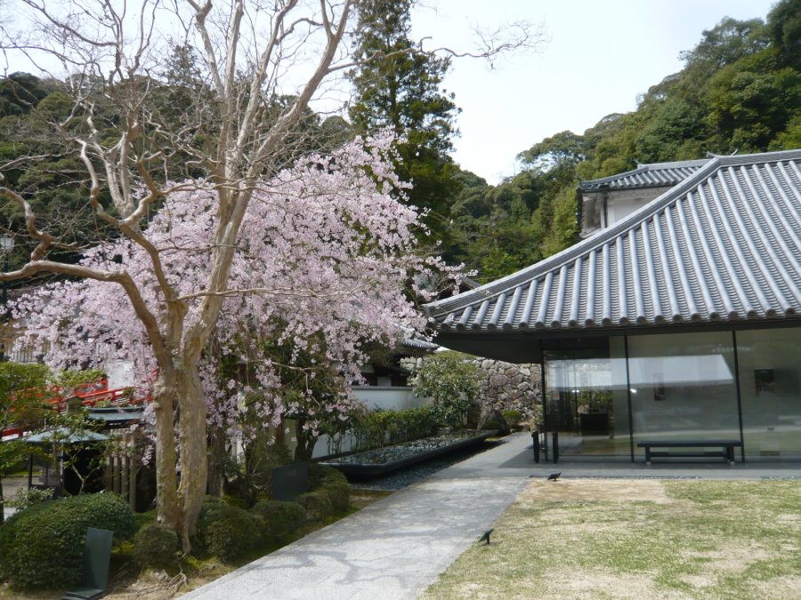 史料館前のしだれ桜