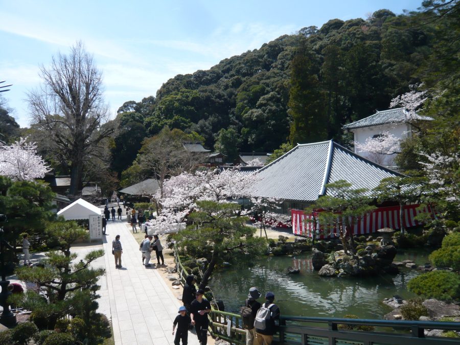 境内の満開の桜