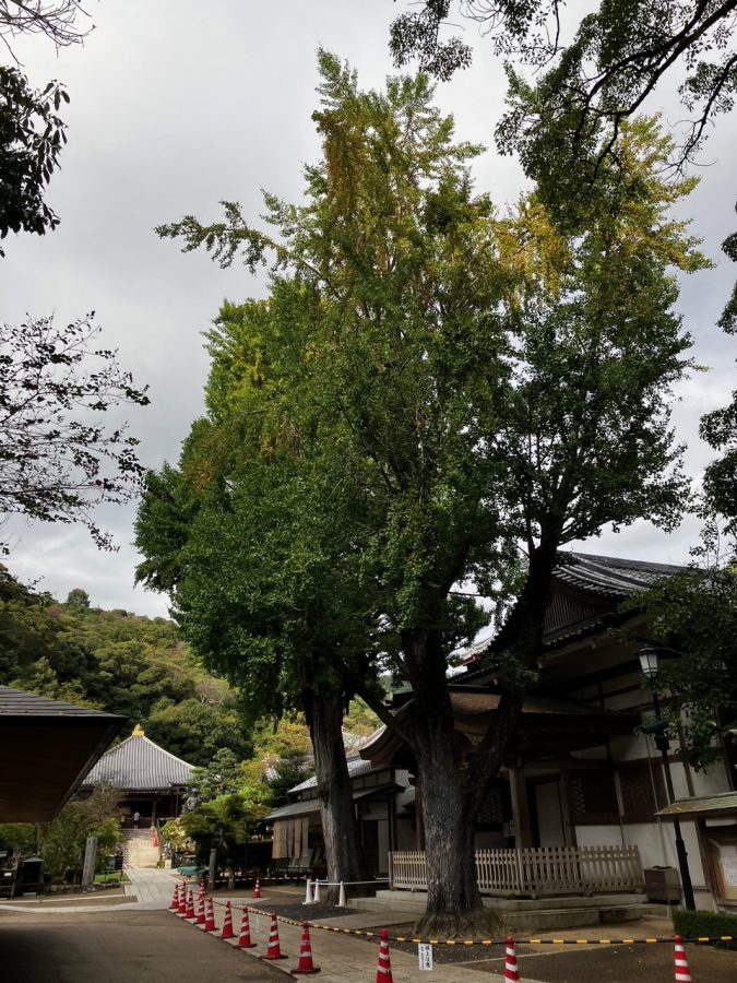 境内中央の大イチョウ