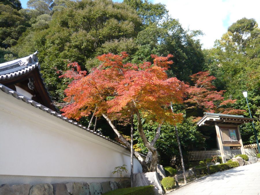 仏足石、鉄斎美術館周辺のモミジ