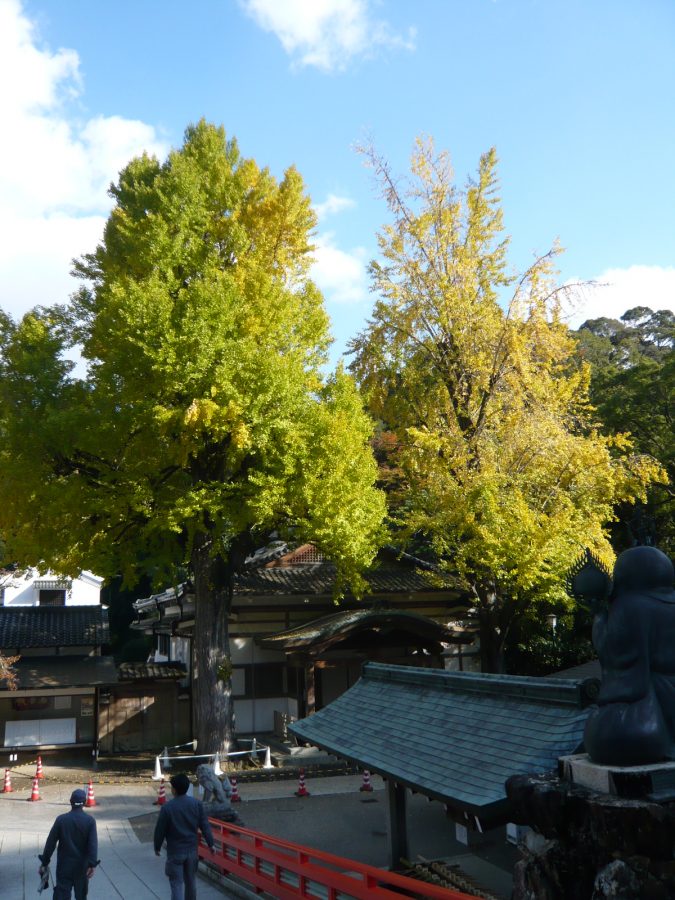 境内中央の大イチョウ