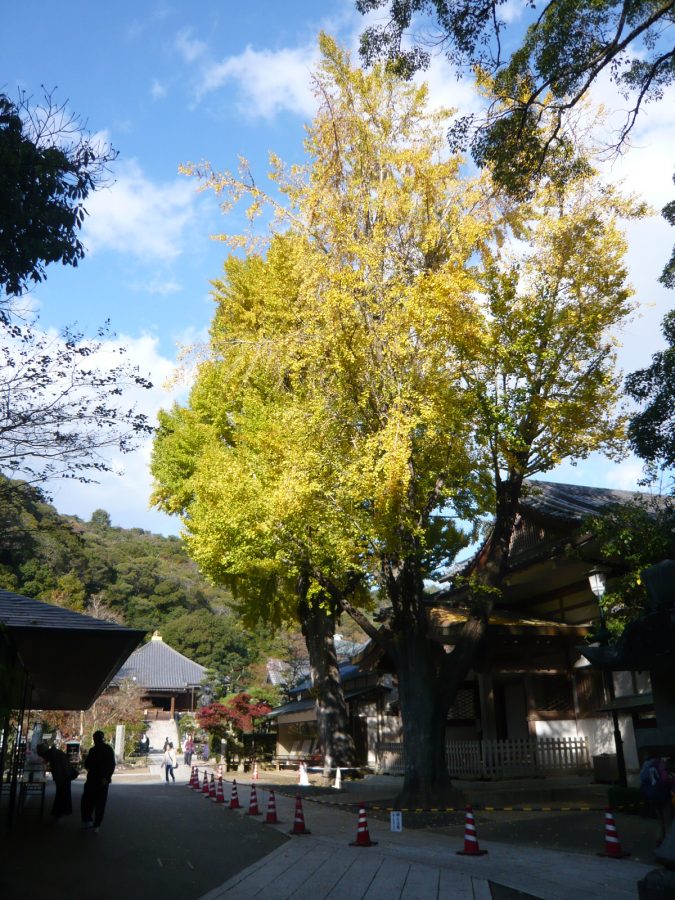 境内中央の大イチョウ